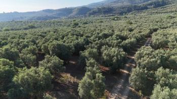 EMLAK HABERCİSİ 'NDEN MUDANYA TALATBEY 'DE FULL DENİZ MANZARALI, RESMİ YOLA CEPHE SATILIK 7 DÖNÜM ZEYTİNLİK
