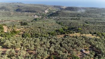 EMLAK HABERCİSİ 'NDEN MUDANYA TALATBEY 'DE FULL DENİZ MANZARALI, RESMİ YOLA CEPHE SATILIK 7 DÖNÜM ZEYTİNLİK