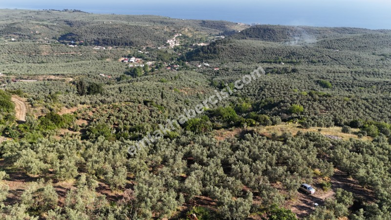 EMLAK HABERCİSİ 'NDEN MUDANYA TALATBEY 'DE FULL DENİZ MANZARALI, RESMİ YOLA CEPHE SATILIK 7 DÖNÜM ZEYTİNLİK