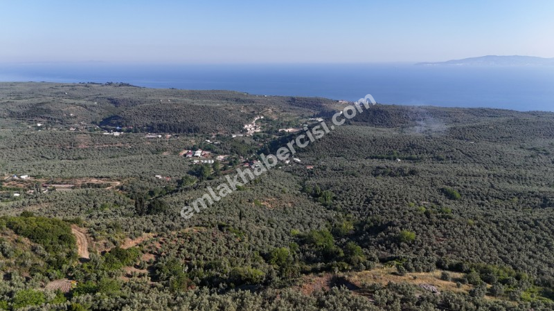 EMLAK HABERCİSİ 'NDEN MUDANYA TALATBEY 'DE FULL DENİZ MANZARALI, RESMİ YOLA CEPHE SATILIK 7 DÖNÜM ZEYTİNLİK