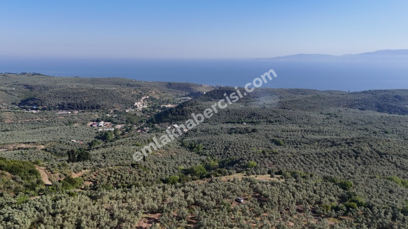 EMLAK HABERCİSİ 'NDEN MUDANYA TALATBEY 'DE FULL DENİZ MANZARALI, RESMİ YOLA CEPHE SATILIK 7 DÖNÜM ZEYTİNLİK
