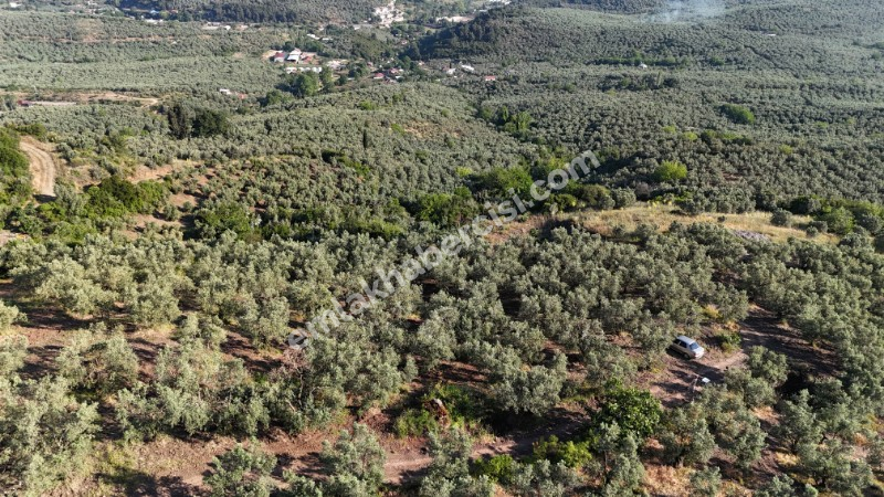 EMLAK HABERCİSİ 'NDEN MUDANYA TALATBEY 'DE FULL DENİZ MANZARALI, RESMİ YOLA CEPHE SATILIK 7 DÖNÜM ZEYTİNLİK