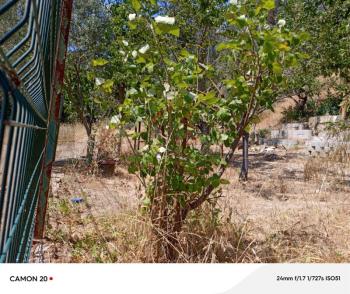 EMLAK HABERCİSİ 'NDEN MUDANYA ÖMERBEY MERKEZDE, DOĞA İLE İÇİÇE, SAHİLE 500 METRE VİLLA İMARLI ARSA