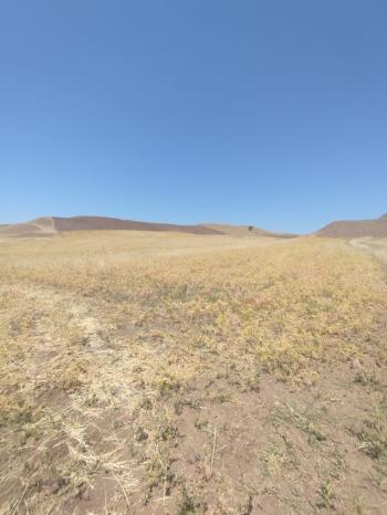 GÜVENAY – ÇORUM KURUÇAY SİLİMKENT MEVKİİNDE SATILIK ARSA