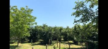 Sakarya Hendek Kargalıyeni Köyü'nde 4082 m² İmarlı Fındık Bahçesi – Yatırımlık Tarla!
