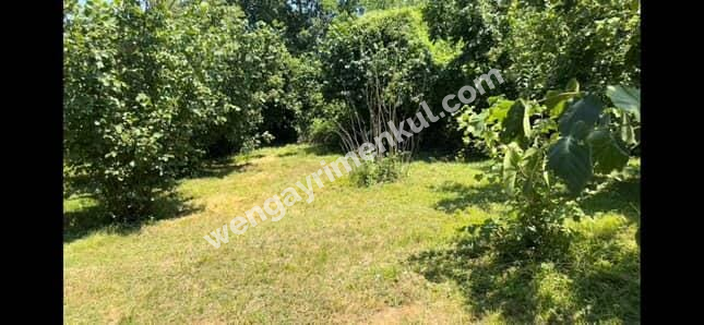 Sakarya Hendek Kargalıyeni Köyü'nde 4082 m² İmarlı Fındık Bahçesi – Yatırımlık Tarla!