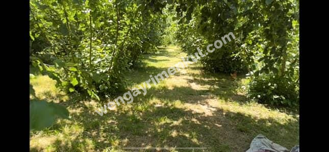 Sakarya Hendek Kargalıyeni Köyü'nde 4082 m² İmarlı Fındık Bahçesi – Yatırımlık Tarla!