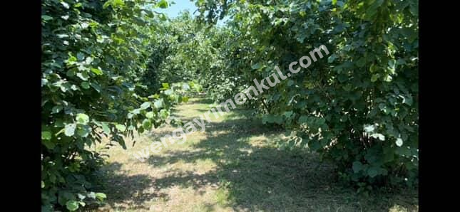 Sakarya Hendek Kargalıyeni Köyü'nde 4082 m² İmarlı Fındık Bahçesi – Yatırımlık Tarla!
