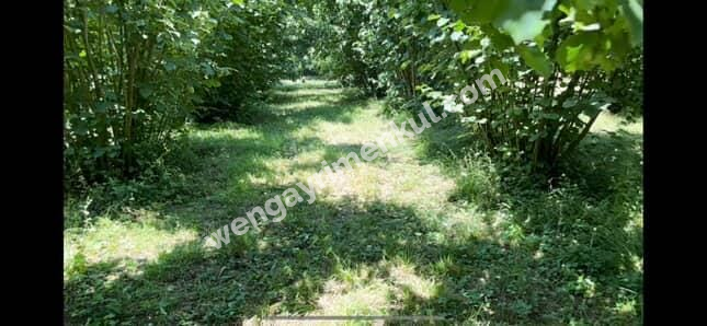 Sakarya Hendek Kargalıyeni Köyü'nde 4082 m² İmarlı Fındık Bahçesi – Yatırımlık Tarla!