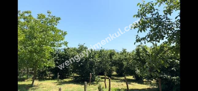 Sakarya Hendek Kargalıyeni Köyü'nde 4082 m² İmarlı Fındık Bahçesi – Yatırımlık Tarla!