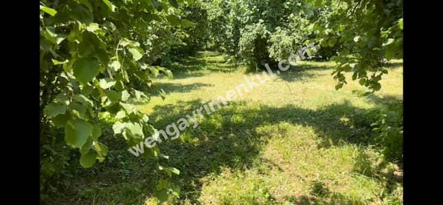 Sakarya Hendek Kargalıyeni Köyü'nde 4082 m² İmarlı Fındık Bahçesi – Yatırımlık Tarla!