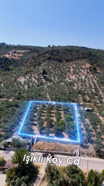 EMLAK HABERCİSİ 'NDEN MUDANYA MERKEZE 3 DAKİKA, IŞIKLI YOLU MEVKİİ, 2.244 M2 SATILIK ZEYTİNLİK