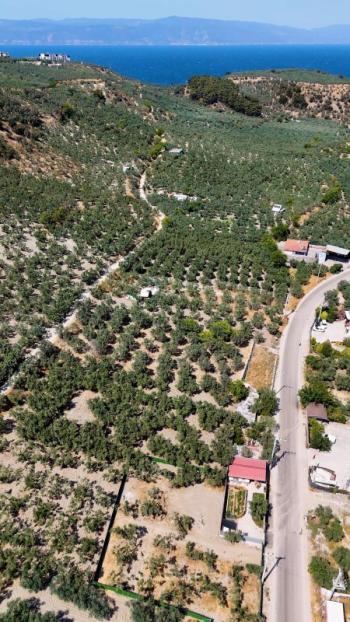 EMLAK HABERCİSİ 'NDEN MUDANYA MERKEZE 3 DAKİKA, IŞIKLI YOLU MEVKİİ, 2.244 M2 SATILIK ZEYTİNLİK