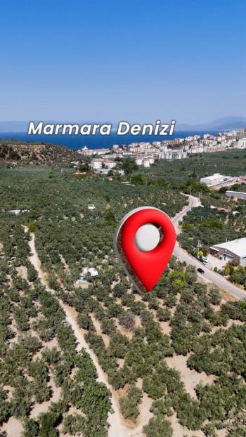 EMLAK HABERCİSİ 'NDEN MUDANYA MERKEZE 3 DAKİKA, IŞIKLI YOLU MEVKİİ, 2.244 M2 SATILIK ZEYTİNLİK