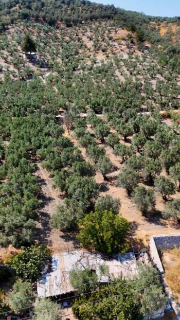 EMLAK HABERCİSİ 'NDEN MUDANYA MERKEZE 3 DAKİKA, IŞIKLI YOLU MEVKİİ, 2.244 M2 SATILIK ZEYTİNLİK