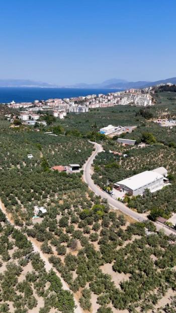 EMLAK HABERCİSİ 'NDEN MUDANYA MERKEZE 3 DAKİKA, IŞIKLI YOLU MEVKİİ, 2.244 M2 SATILIK ZEYTİNLİK