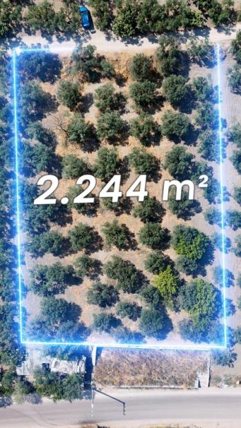EMLAK HABERCİSİ 'NDEN MUDANYA MERKEZE 3 DAKİKA, IŞIKLI YOLU MEVKİİ, 2.244 M2 SATILIK ZEYTİNLİK