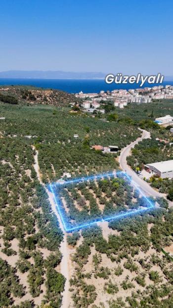 EMLAK HABERCİSİ 'NDEN MUDANYA MERKEZE 3 DAKİKA, IŞIKLI YOLU MEVKİİ, 2.244 M2 SATILIK ZEYTİNLİK