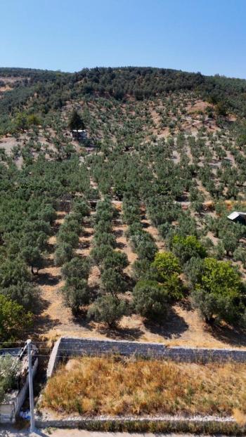 EMLAK HABERCİSİ 'NDEN MUDANYA MERKEZE 3 DAKİKA, IŞIKLI YOLU MEVKİİ, 2.244 M2 SATILIK ZEYTİNLİK