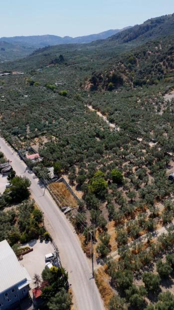 EMLAK HABERCİSİ 'NDEN MUDANYA MERKEZE 3 DAKİKA, IŞIKLI YOLU MEVKİİ, 2.244 M2 SATILIK ZEYTİNLİK