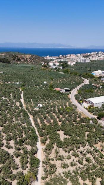 EMLAK HABERCİSİ 'NDEN MUDANYA MERKEZE 3 DAKİKA, IŞIKLI YOLU MEVKİİ, 2.244 M2 SATILIK ZEYTİNLİK