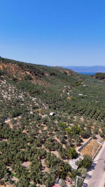 EMLAK HABERCİSİ 'NDEN MUDANYA MERKEZE 3 DAKİKA, IŞIKLI YOLU MEVKİİ, 2.244 M2 SATILIK ZEYTİNLİK