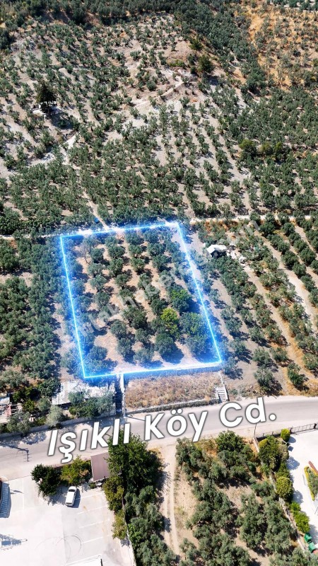 EMLAK HABERCİSİ 'NDEN MUDANYA MERKEZE 3 DAKİKA, IŞIKLI YOLU MEVKİİ, 2.244 M2 SATILIK ZEYTİNLİK