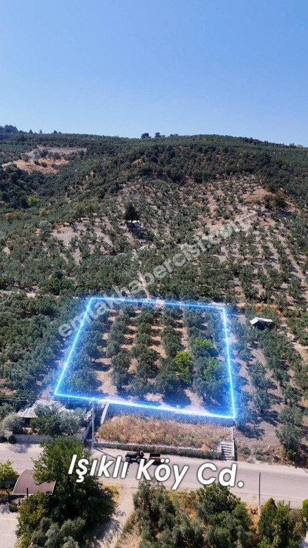 EMLAK HABERCİSİ 'NDEN MUDANYA MERKEZE 3 DAKİKA, IŞIKLI YOLU MEVKİİ, 2.244 M2 SATILIK ZEYTİNLİK