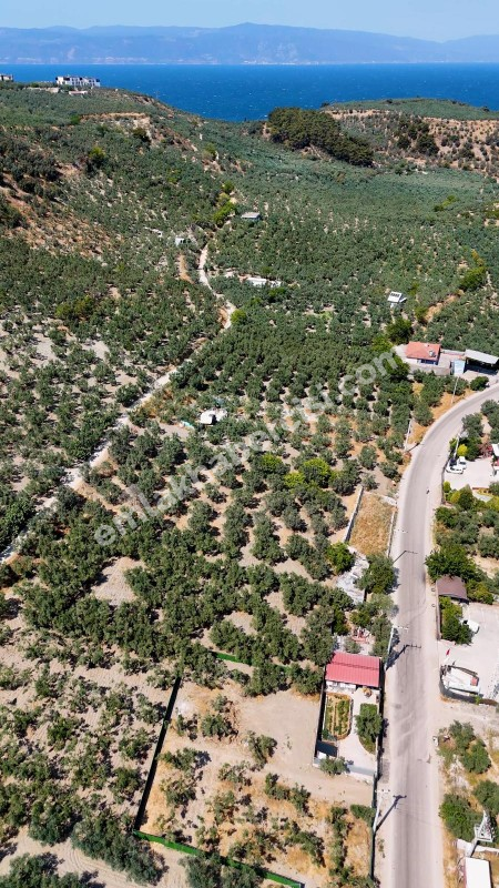 EMLAK HABERCİSİ 'NDEN MUDANYA MERKEZE 3 DAKİKA, IŞIKLI YOLU MEVKİİ, 2.244 M2 SATILIK ZEYTİNLİK