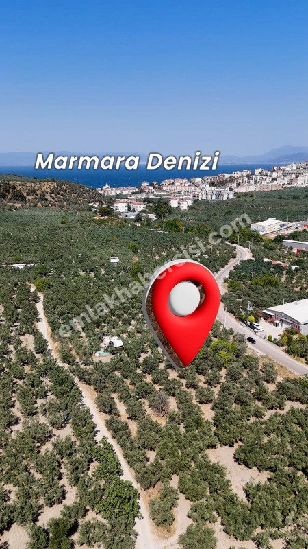 EMLAK HABERCİSİ 'NDEN MUDANYA MERKEZE 3 DAKİKA, IŞIKLI YOLU MEVKİİ, 2.244 M2 SATILIK ZEYTİNLİK