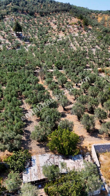EMLAK HABERCİSİ 'NDEN MUDANYA MERKEZE 3 DAKİKA, IŞIKLI YOLU MEVKİİ, 2.244 M2 SATILIK ZEYTİNLİK