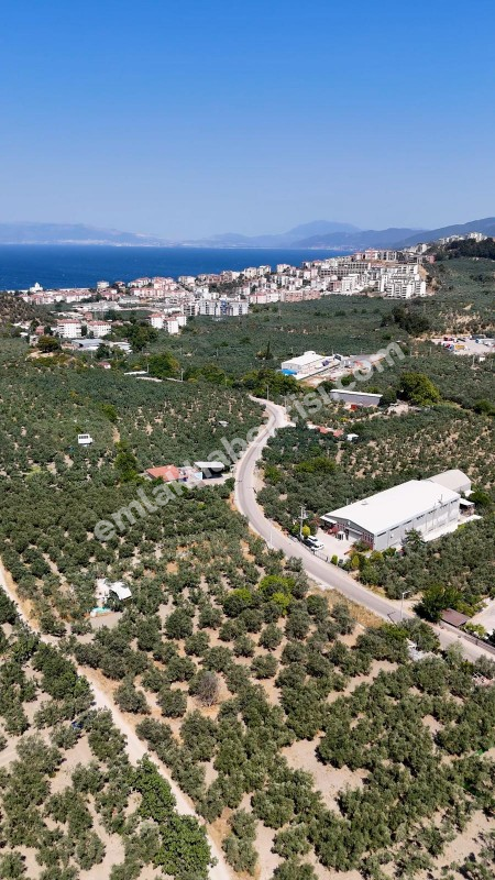 EMLAK HABERCİSİ 'NDEN MUDANYA MERKEZE 3 DAKİKA, IŞIKLI YOLU MEVKİİ, 2.244 M2 SATILIK ZEYTİNLİK