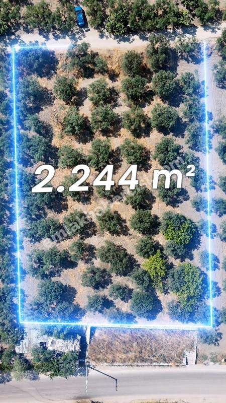 EMLAK HABERCİSİ 'NDEN MUDANYA MERKEZE 3 DAKİKA, IŞIKLI YOLU MEVKİİ, 2.244 M2 SATILIK ZEYTİNLİK