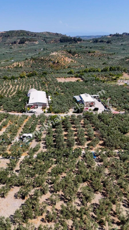 EMLAK HABERCİSİ 'NDEN MUDANYA MERKEZE 3 DAKİKA, IŞIKLI YOLU MEVKİİ, 2.244 M2 SATILIK ZEYTİNLİK