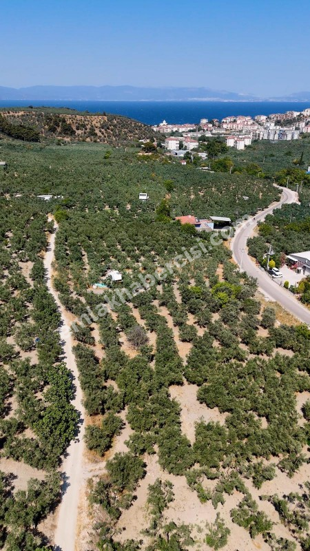 EMLAK HABERCİSİ 'NDEN MUDANYA MERKEZE 3 DAKİKA, IŞIKLI YOLU MEVKİİ, 2.244 M2 SATILIK ZEYTİNLİK