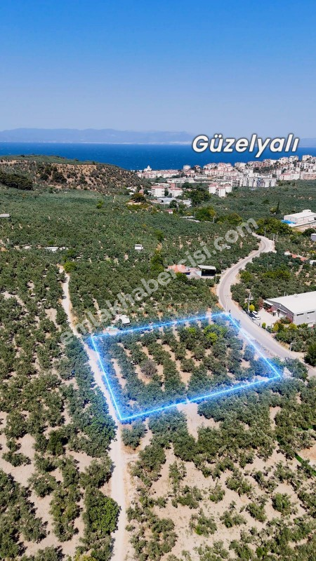 EMLAK HABERCİSİ 'NDEN MUDANYA MERKEZE 3 DAKİKA, IŞIKLI YOLU MEVKİİ, 2.244 M2 SATILIK ZEYTİNLİK
