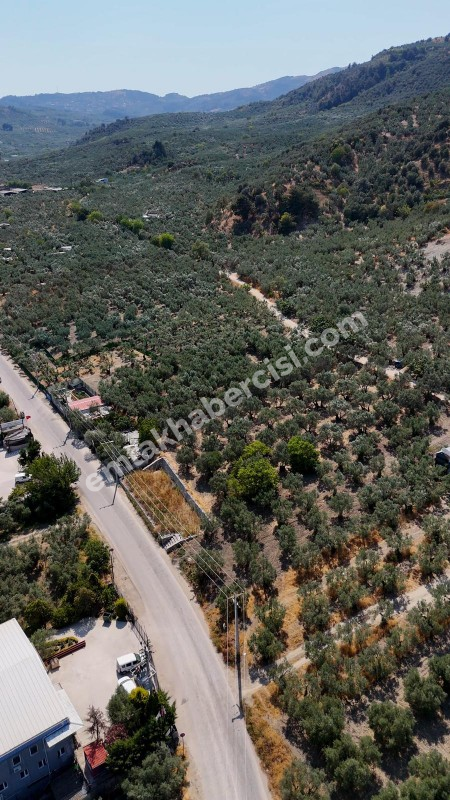 EMLAK HABERCİSİ 'NDEN MUDANYA MERKEZE 3 DAKİKA, IŞIKLI YOLU MEVKİİ, 2.244 M2 SATILIK ZEYTİNLİK