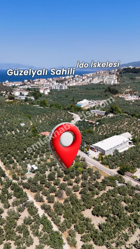 EMLAK HABERCİSİ 'NDEN MUDANYA MERKEZE 3 DAKİKA, IŞIKLI YOLU MEVKİİ, 2.244 M2 SATILIK ZEYTİNLİK