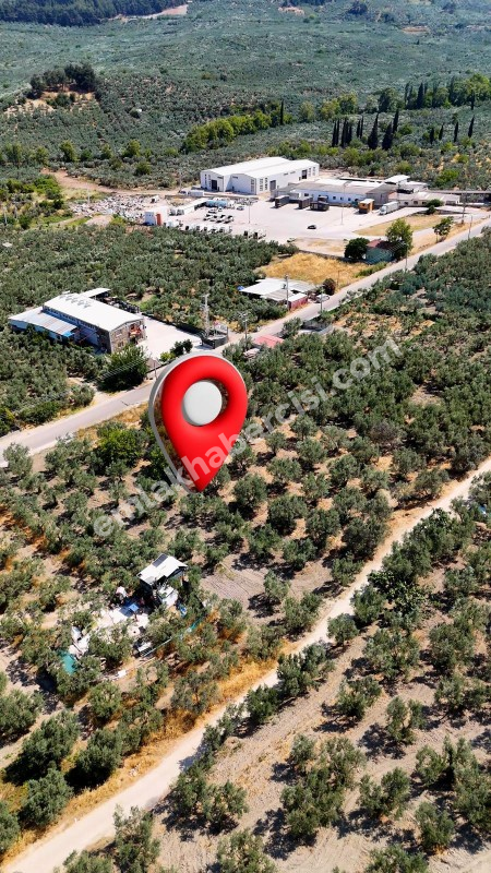 EMLAK HABERCİSİ \\\\\\\\\\\\\\\'NDEN MUDANYA MERKEZE 3 DAKİKA, IŞIKLI YOLU MEVKİİ, 2.244 M2 SATILIK ZEYTİNLİK