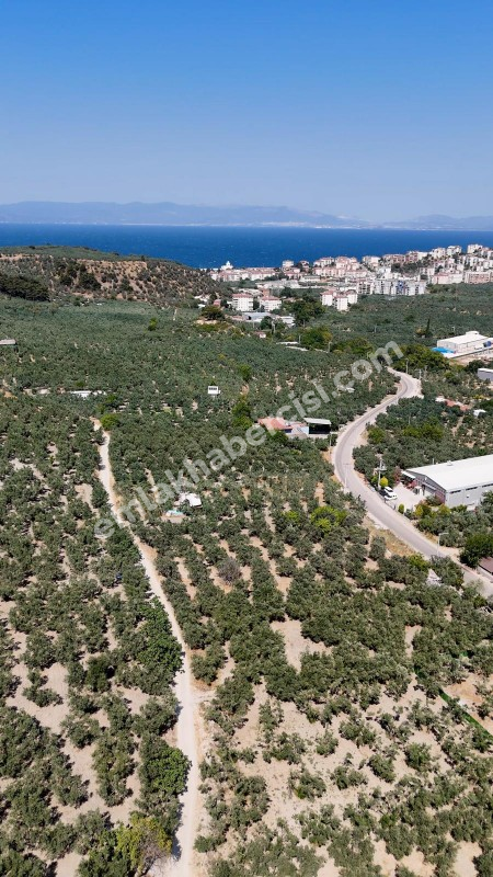 EMLAK HABERCİSİ 'NDEN MUDANYA MERKEZE 3 DAKİKA, IŞIKLI YOLU MEVKİİ, 2.244 M2 SATILIK ZEYTİNLİK
