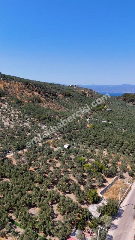 EMLAK HABERCİSİ 'NDEN MUDANYA MERKEZE 3 DAKİKA, IŞIKLI YOLU MEVKİİ, 2.244 M2 SATILIK ZEYTİNLİK
