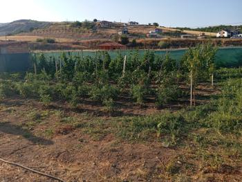 ÇORUM İSKİLİP YOLUNDA, İÇİNDE EVİ OLAN SATILIK, TEL ÖRGÜLÜ BAHÇE!