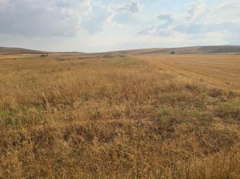 ULUAĞAÇTA  40 DÖNÜM  VERİMLİ DÜZ SATILIK TARLA 