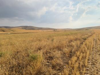 ULUAĞAÇTA  40 DÖNÜM  VERİMLİ DÜZ SATILIK TARLA 