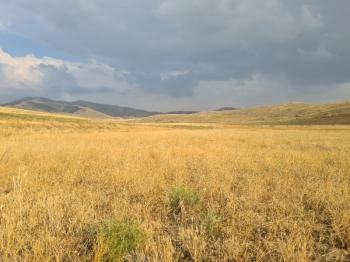 ULUAĞAÇTA  40 DÖNÜM  VERİMLİ DÜZ SATILIK TARLA 