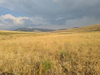 ULUAĞAÇTA  40 DÖNÜM  VERİMLİ DÜZ SATILIK TARLA 