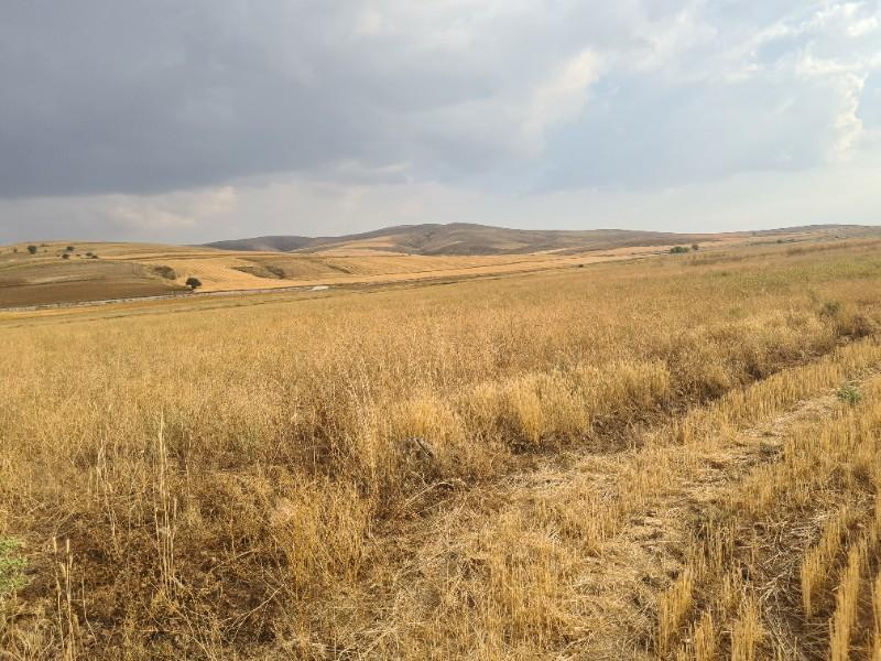 ULUAĞAÇTA  40 DÖNÜM  VERİMLİ DÜZ SATILIK TARLA 