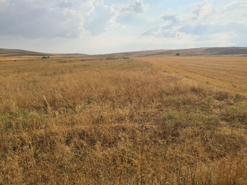 ULUAĞAÇTA  40 DÖNÜM  VERİMLİ DÜZ SATILIK TARLA 