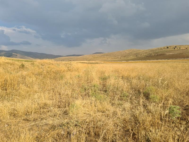 ULUAĞAÇTA  40 DÖNÜM  VERİMLİ DÜZ SATILIK TARLA 