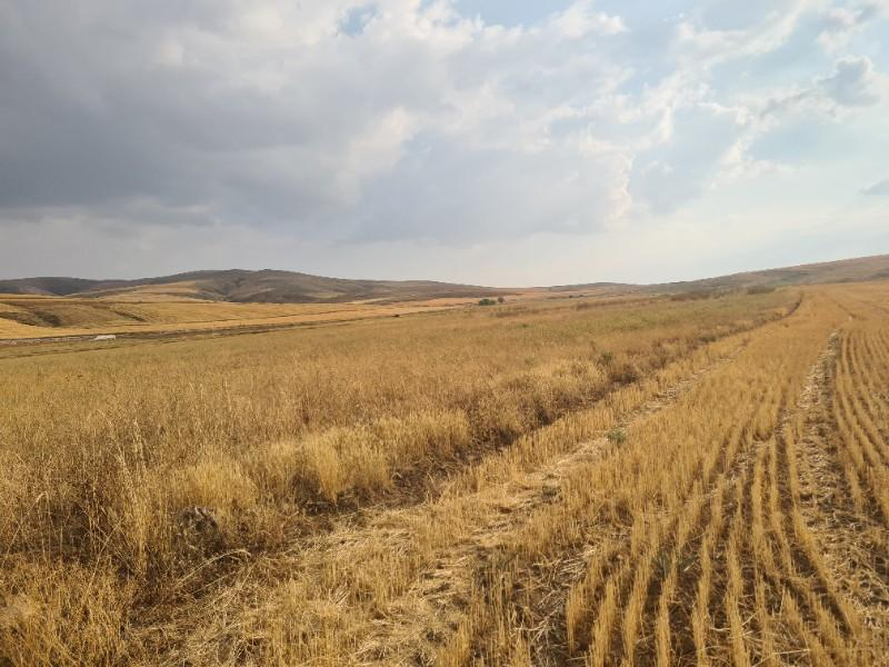 ULUAĞAÇTA  40 DÖNÜM  VERİMLİ DÜZ SATILIK TARLA 